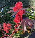Ricinus plant