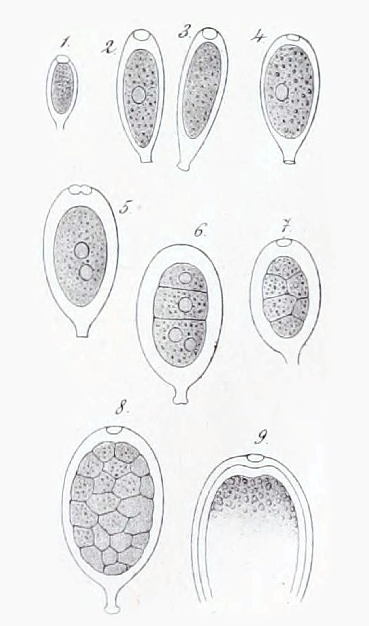 Pseudocharacium obtusum as Characium obtusum in Braun 1855.jpg