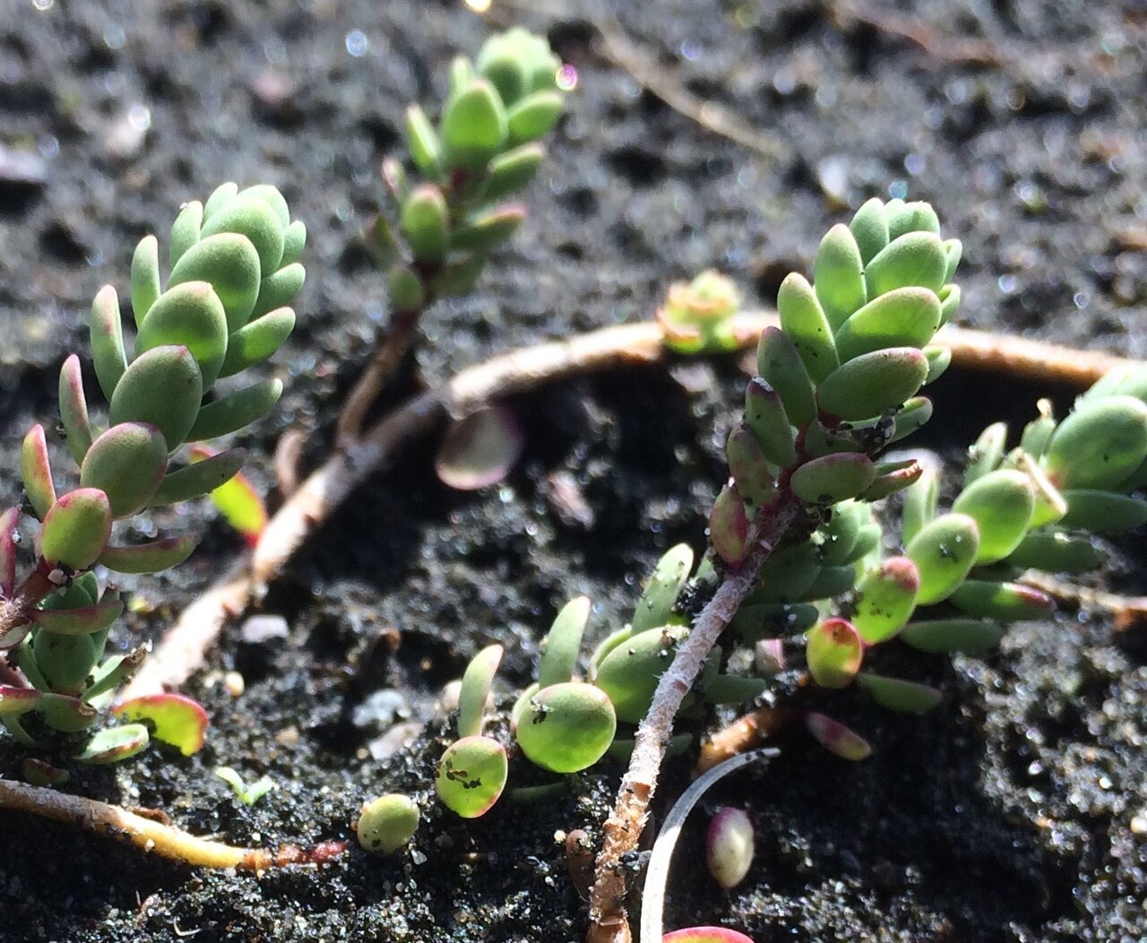 Pimelea actea Tapuarau.jpg
