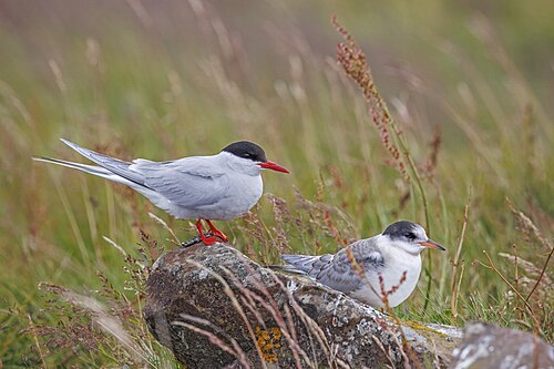 adult with juvenile