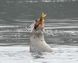 Eaten by a harbour seal