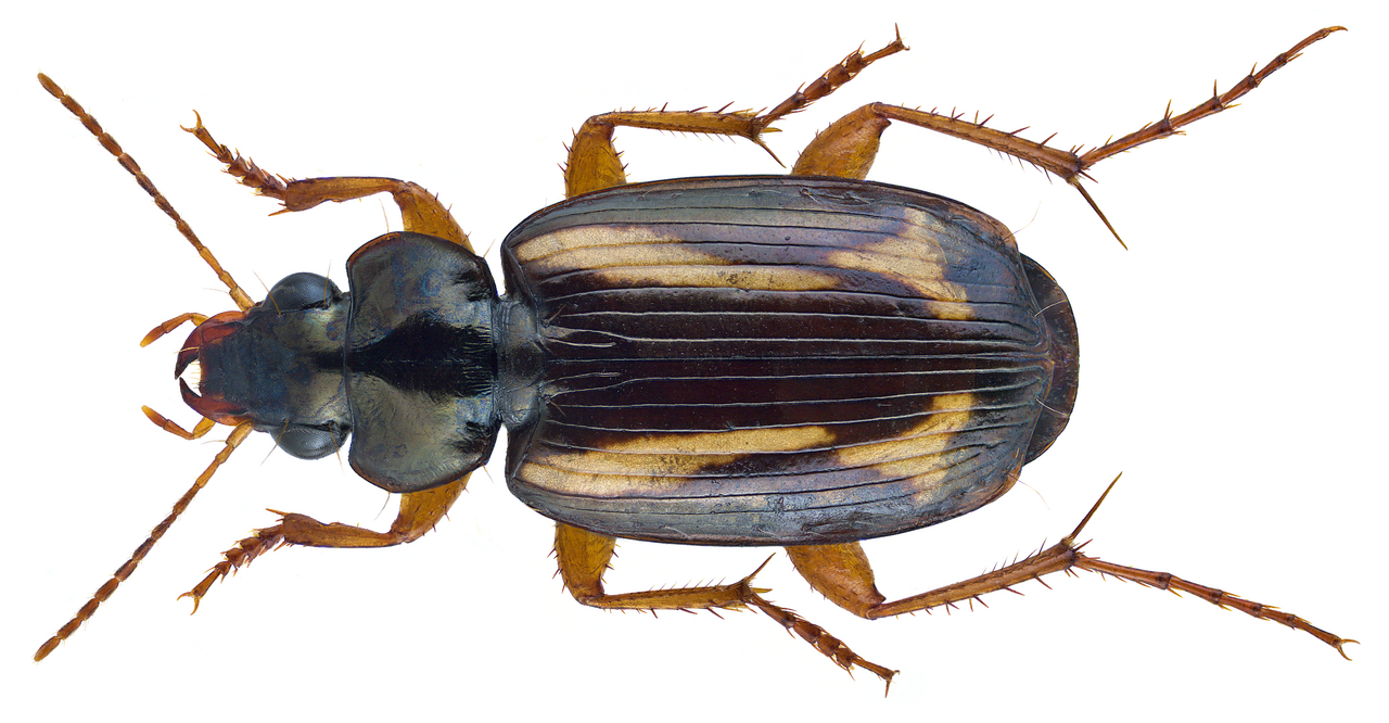 Tetragonoderus interruptus Dejean, 1829 (25955156285).png