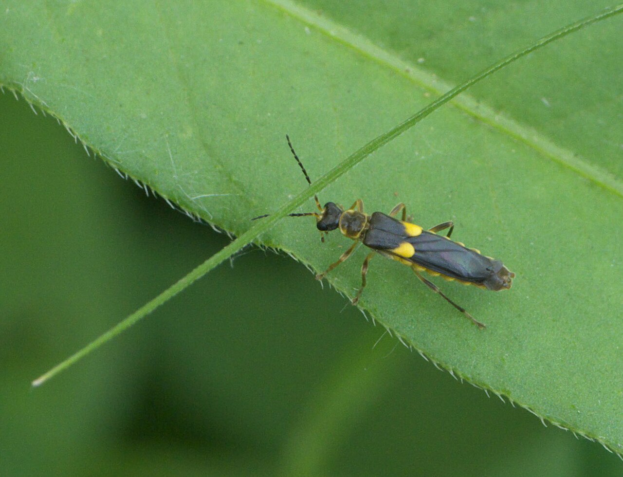 Trypherus frisoni P1080475a.jpg