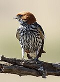 The heavy streaking and rufous ear coverts are diagnostic field marks