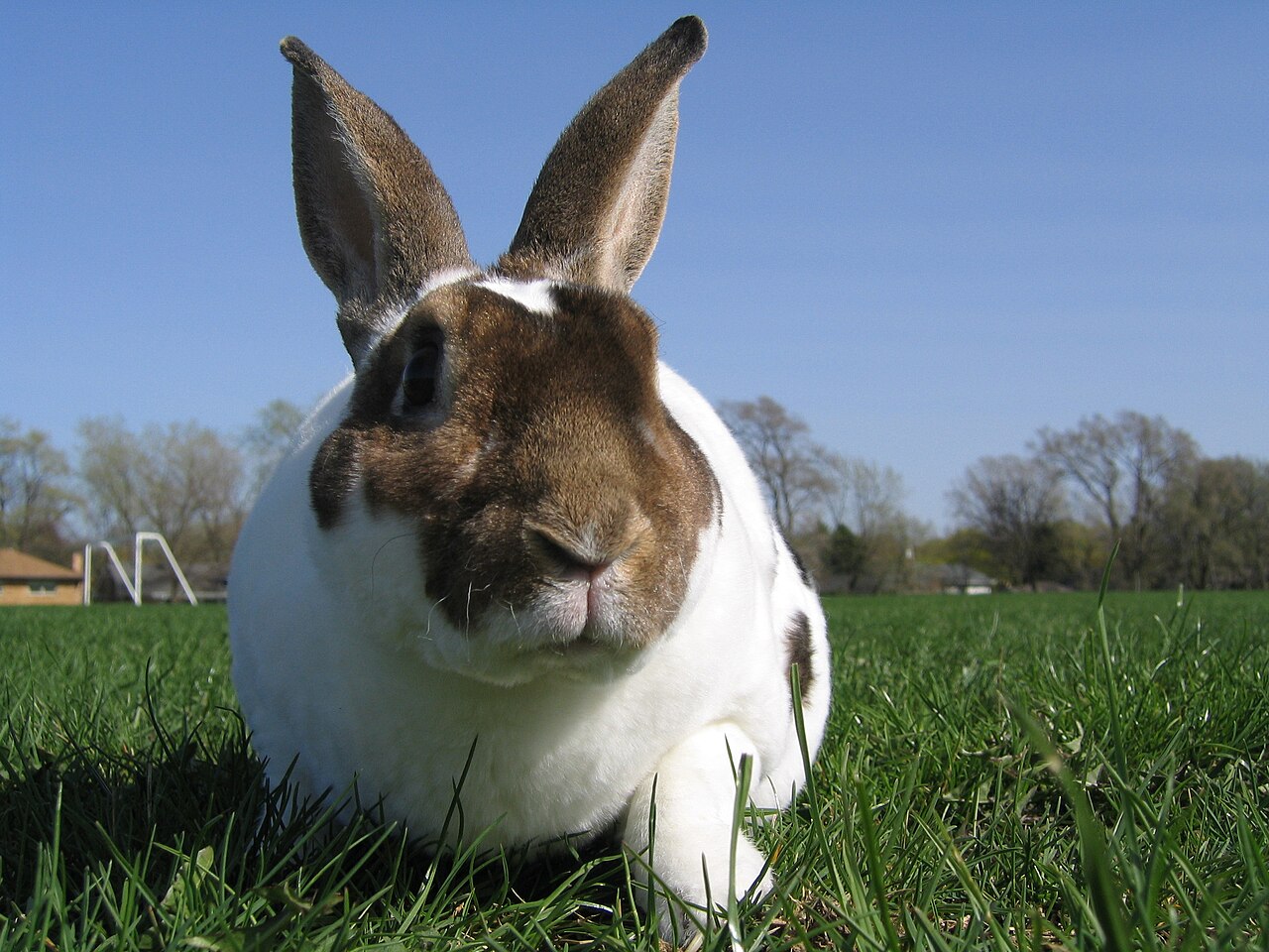 Broken Castor Rex Rabbit.JPG