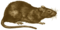 Rattus