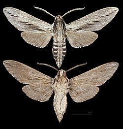 Sphinx dollii