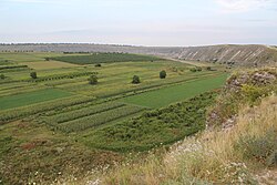 Green plains