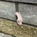 Snail climbing slabs at Servia, Greece. The shell is so heavy that its bottom side becomes visible.
