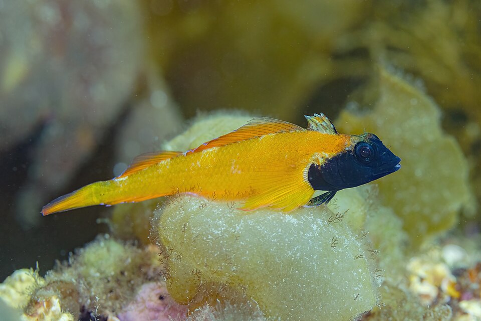 Territorial male black-faced blenny