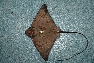 M. freminvillei