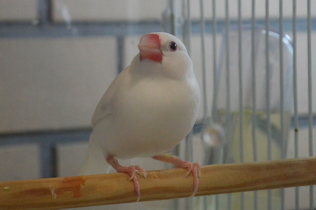Yatomi Japanese Rice Bird ac.jpg