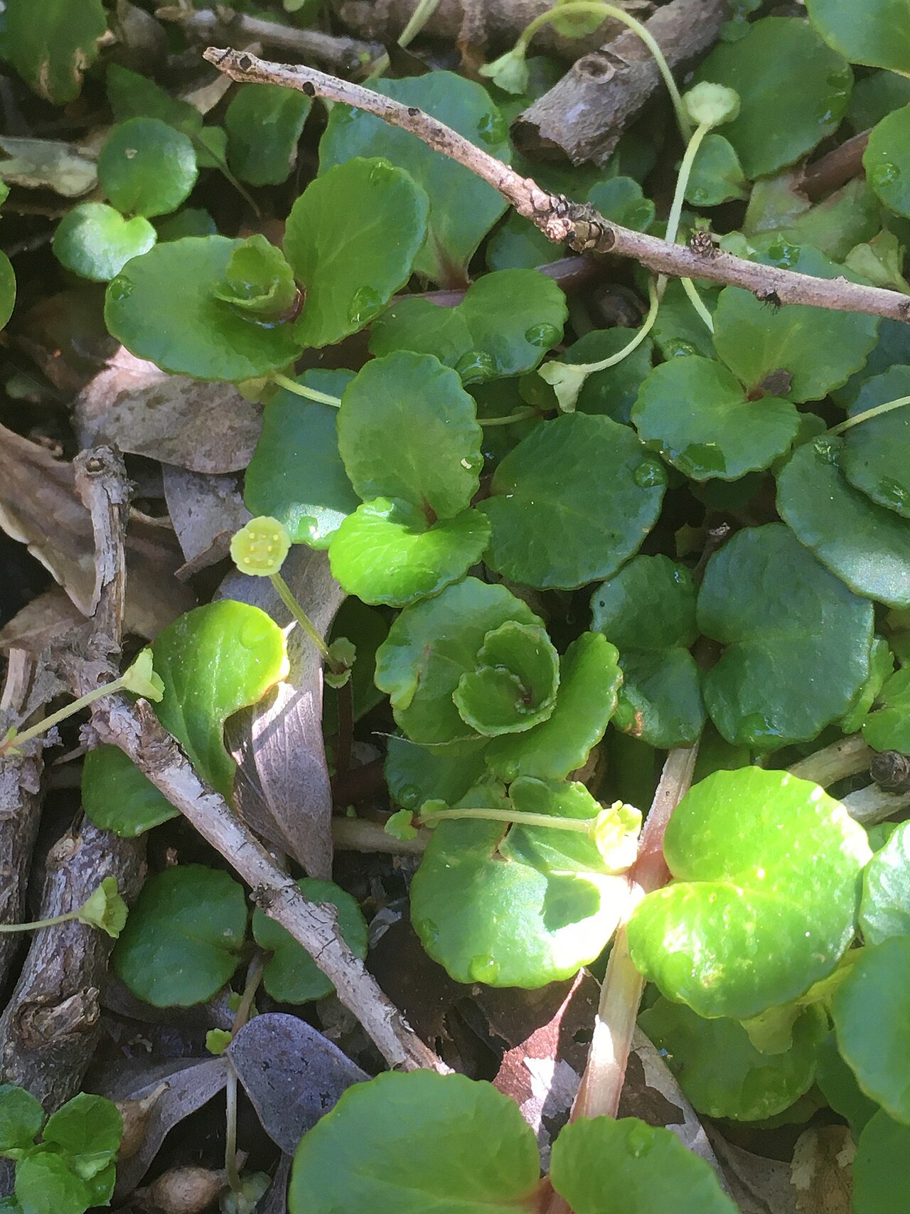 Chrysosplenium valdivicum, Los Lagos, Los Lagos, Neuquén, AR imported from iNaturalist photo 169978960.jpg