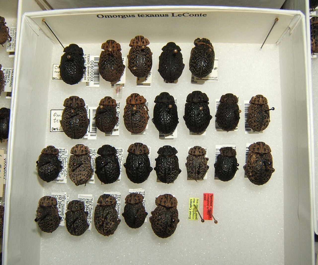 Omorgus texanus variation sjh.jpg