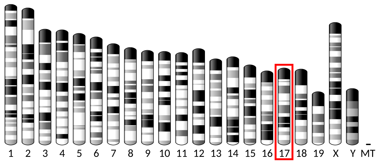Ideogram house mouse chromosome 17.svg