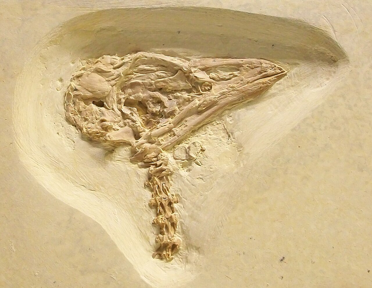 Cyrilavis colburnorum FMNH specimen.jpg
