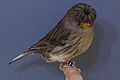 Gloster Fancy (Corona melanin)