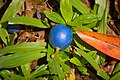 Closeup of fruit and leaves, in Hoʻomaluhia Botanical Garden—may possibly be E. grandis