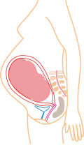 Relative size in 9th month (simplified illustration)