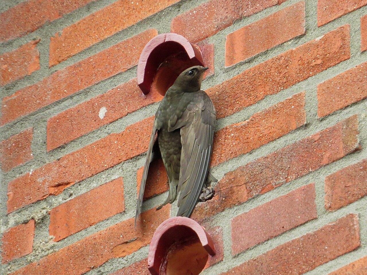 Common Swift (Apus apus) clinging to wall.jpg