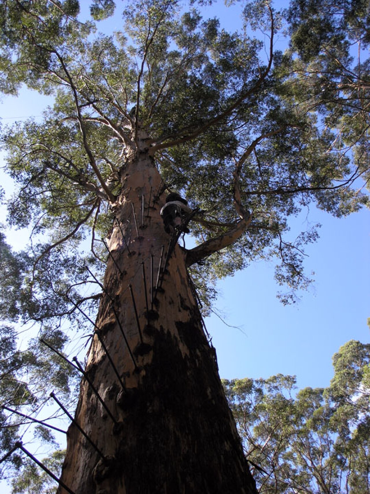 ClimbingTheGloucesterTree 2005 SeanMcClean.jpg