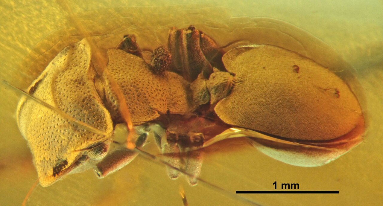 Cephalotes integerrimus SMNSDO5689 dorsal.jpg