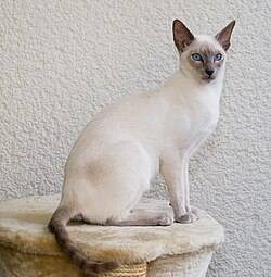 Lilac point adult, with more moderate features
