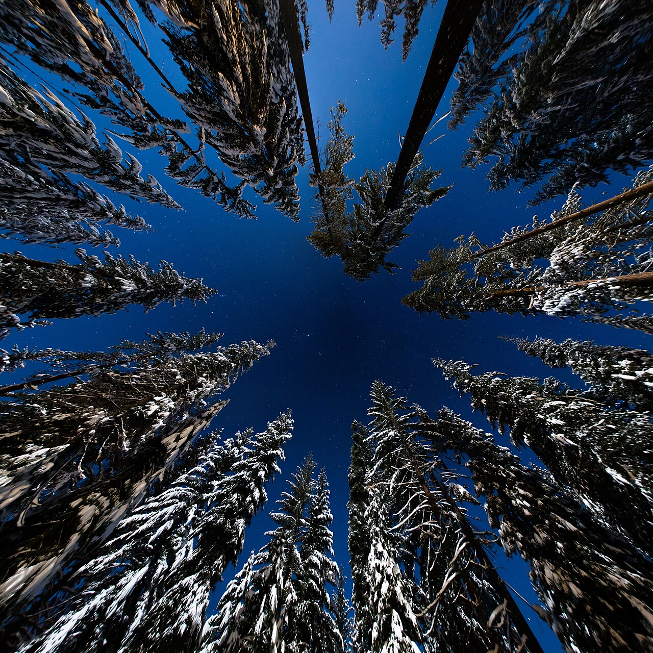 Snow Covered Trees Starry Night (166032201).jpeg