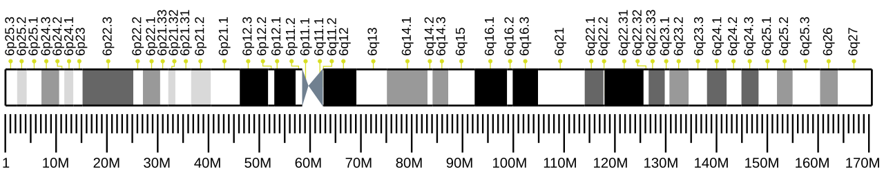 Human chromosome 6 ideogram.svg