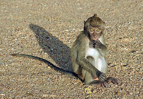 juvenile, Thailand