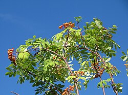 The Proto-Celtic word *eburos may have meant the rowan, not the yew.[86]