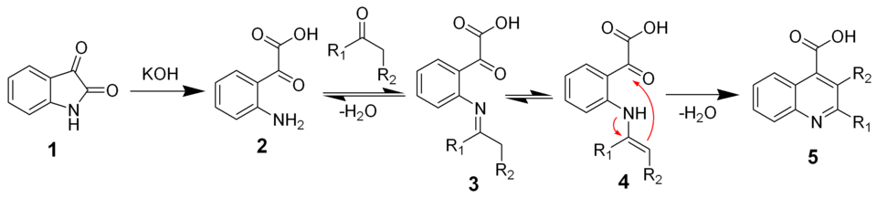 The mechanism of the Pfitzinger reaction