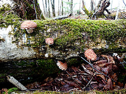 shiitake growing wild in Hokkaido