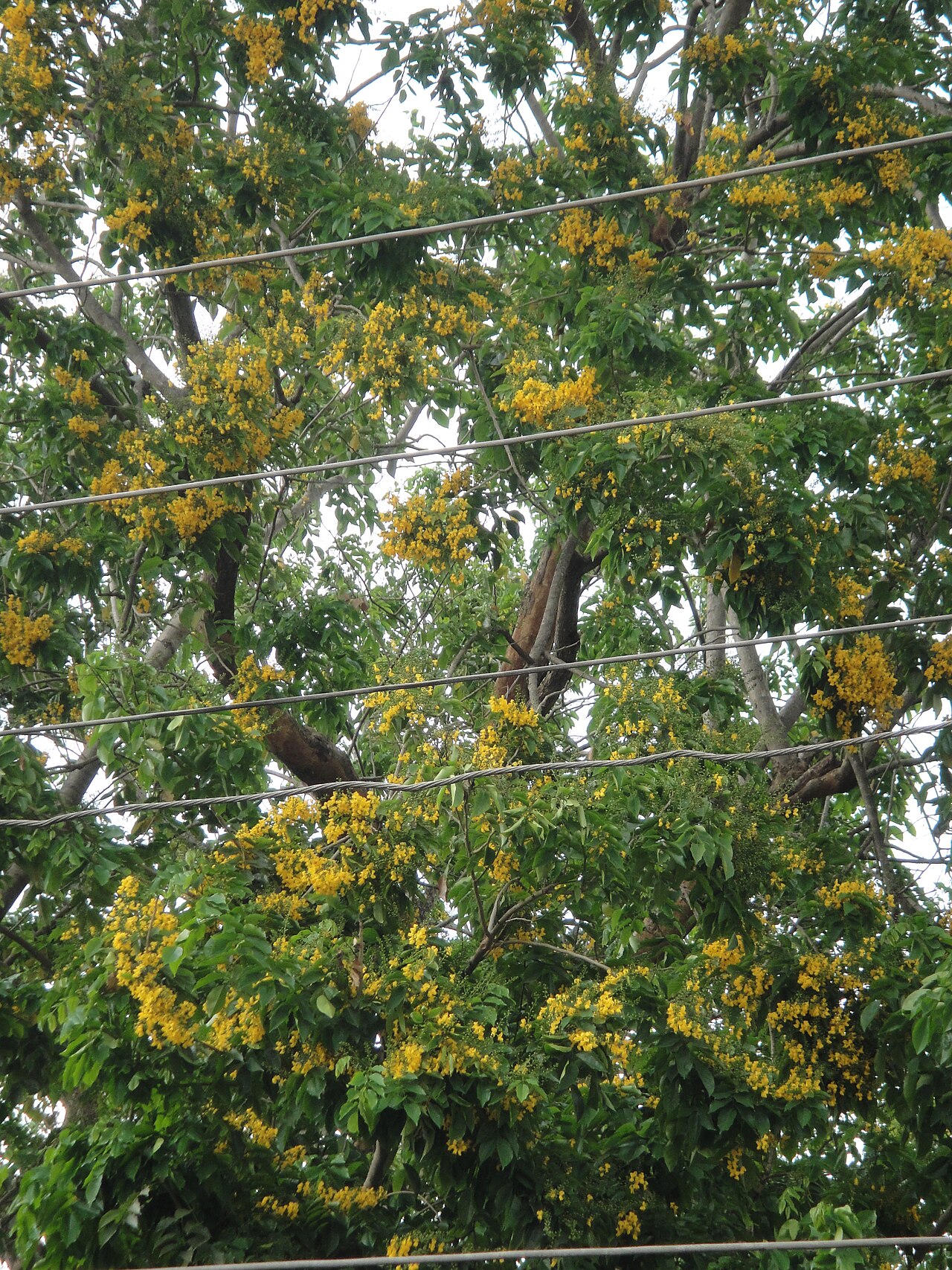 Burmese Padauk.JPG