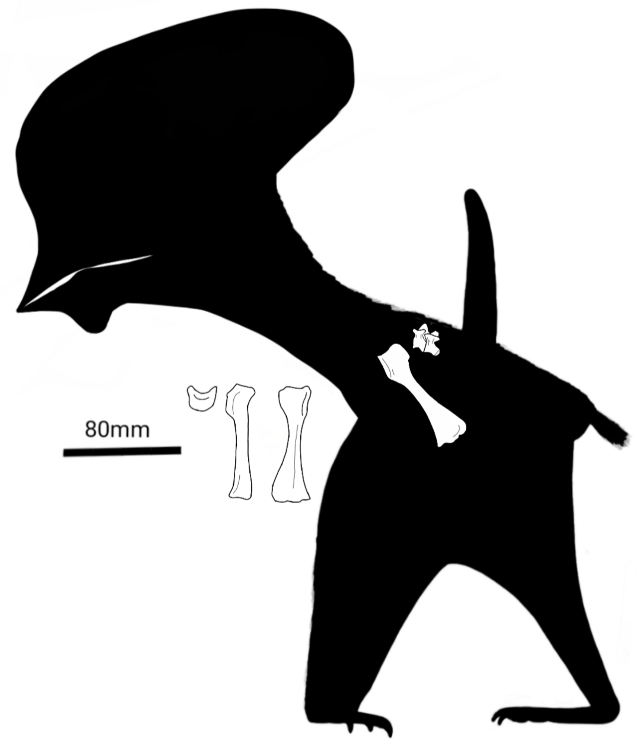 Bennettazhia oregonensis Schematic.png