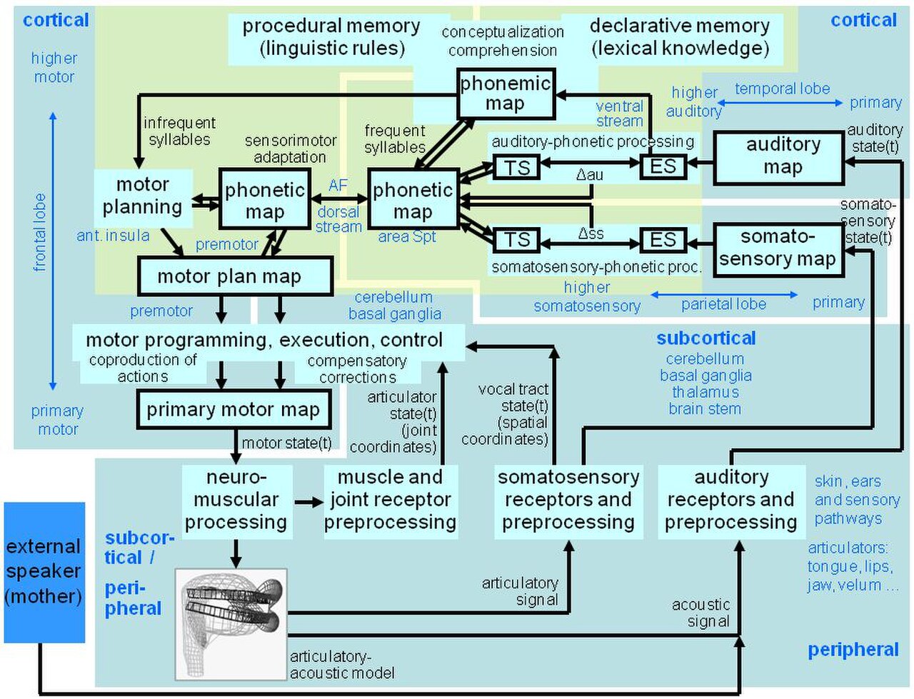 Structure of the ACT model.jpg