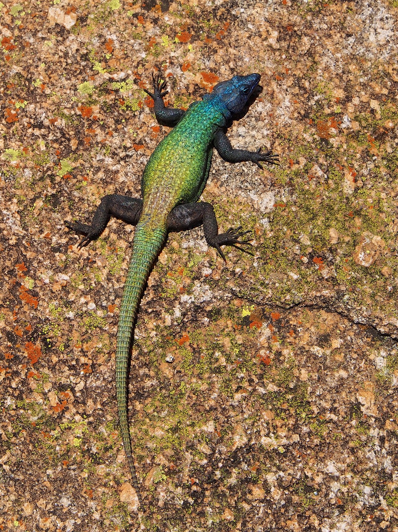 Flat Lizard Matobo.jpg