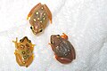 Female reed frogs of different patterns