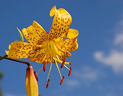 Citronella flower's symmetry may have been subject to sexual selection by its pollinators.