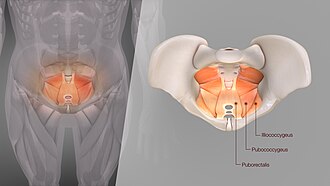 3D medical illustration presenting Levator ani
