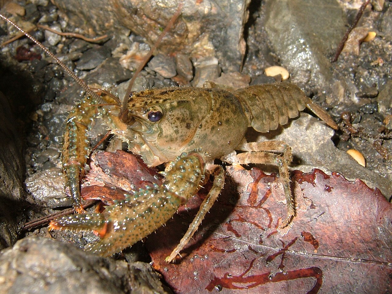 Paranephrops.jpg