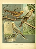 1878 illustration of the Lizard
