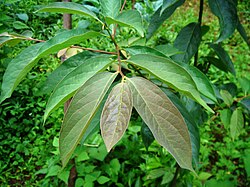 Leaves