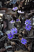 Anemone hepatica var. japonica