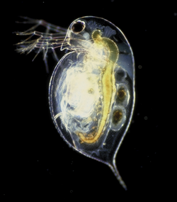 Daphnia pulex, a water flea typically 0.2–3.0 mm long