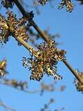 Flowers of F. excelsior
