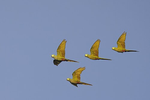 over Sani Lodge, Rio Napo, Ecuador