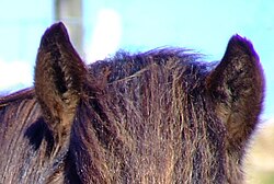 Severe purple fringing can be seen at the edges of the horse's forelock, mane, and ear.