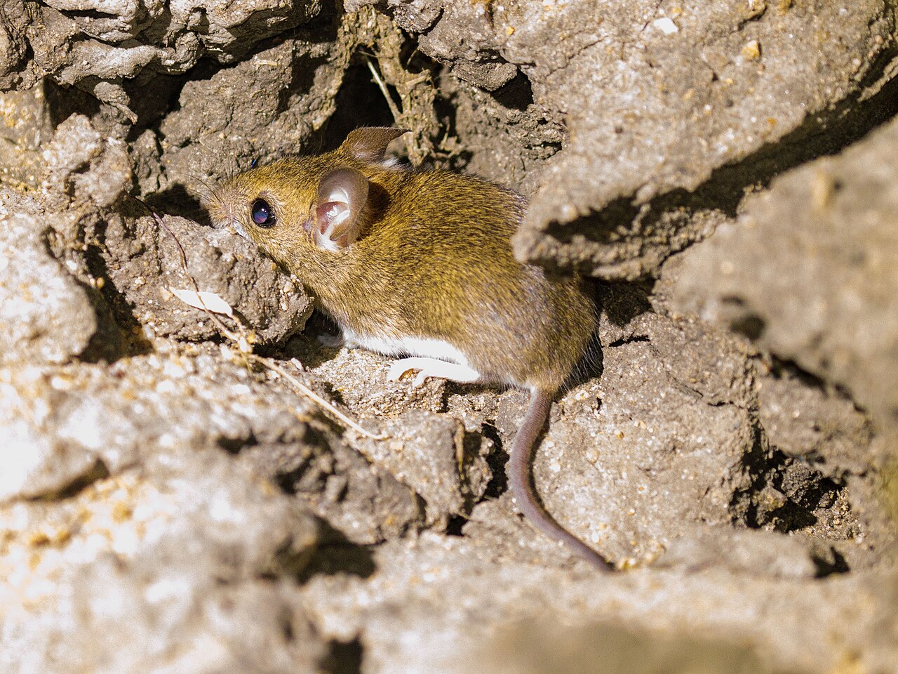 Calomys expulsus.jpg