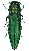 Emerald ash borer adult